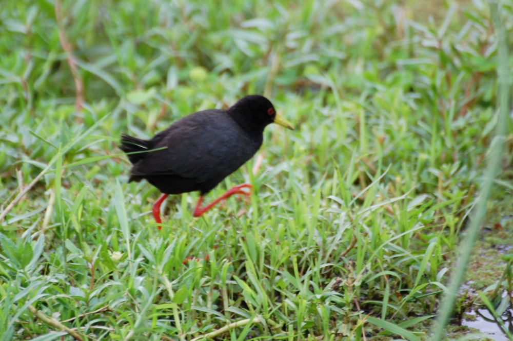 Tanzania - Rallo nero (Amaurornis flavirostra)